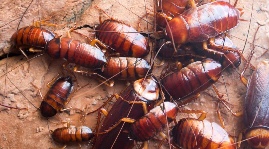 Professional ant control services in Montecito - Ant Control Montecito